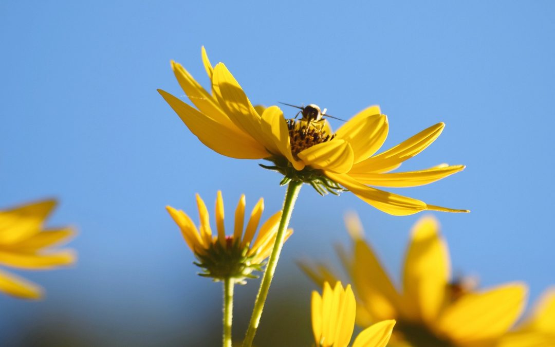 Plants For Bees In Your Backyard