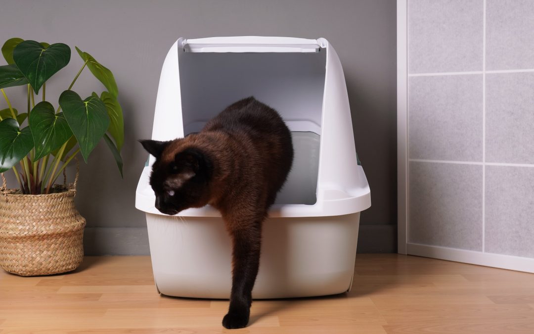 How To Choose The Best Cat Litter Box