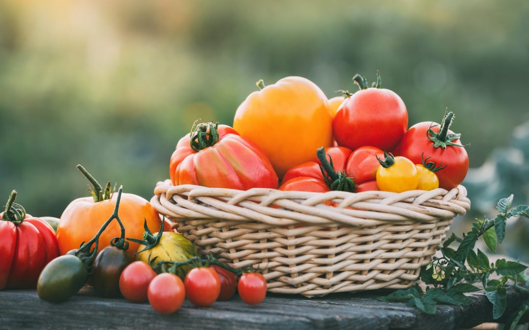 How to Grow Tomatoes from Seeds